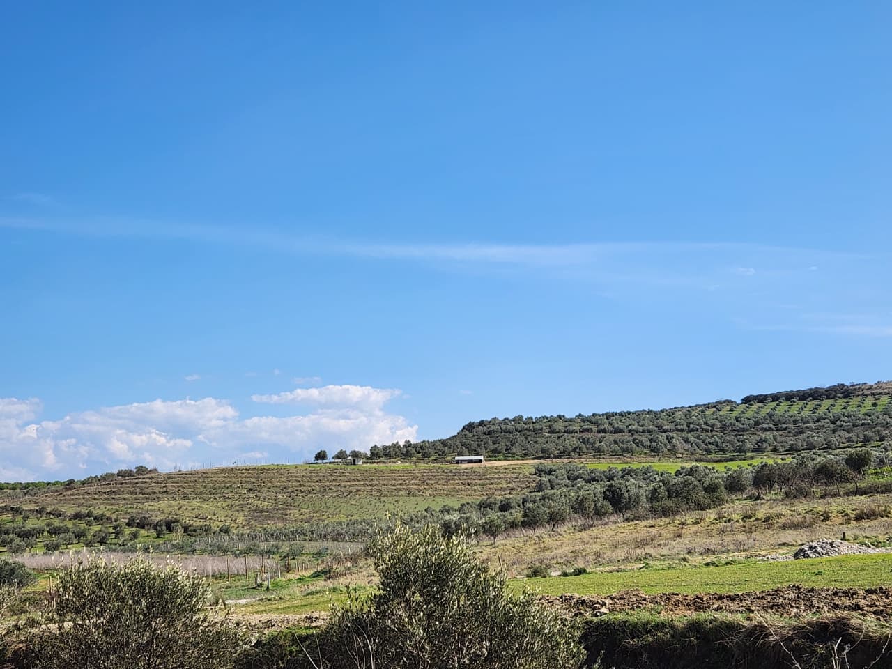 Olive Grove Land for Sale near the Bypass, Vlorë