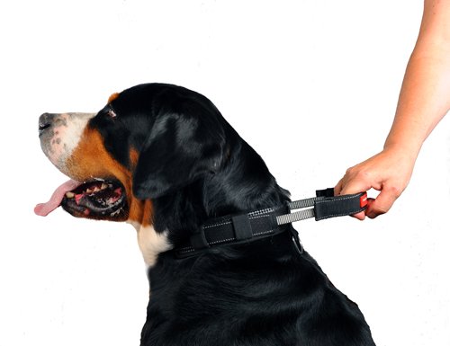 Collare per cane PatentoPet L (51-60 cm)